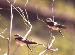 hirondelle rousseline