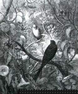 Hirondelle rustique